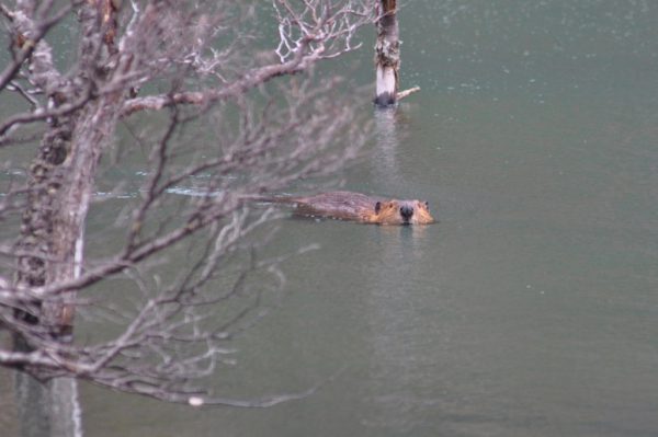 A beaver eyeing us as he swims across his domain
