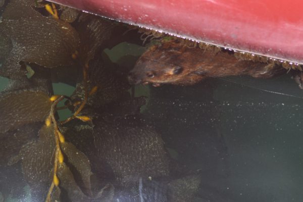A beaver surfaces from beneath a yacht
